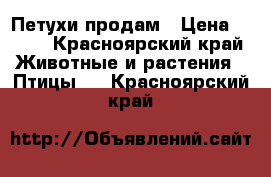 Петухи продам › Цена ­ 600 - Красноярский край Животные и растения » Птицы   . Красноярский край